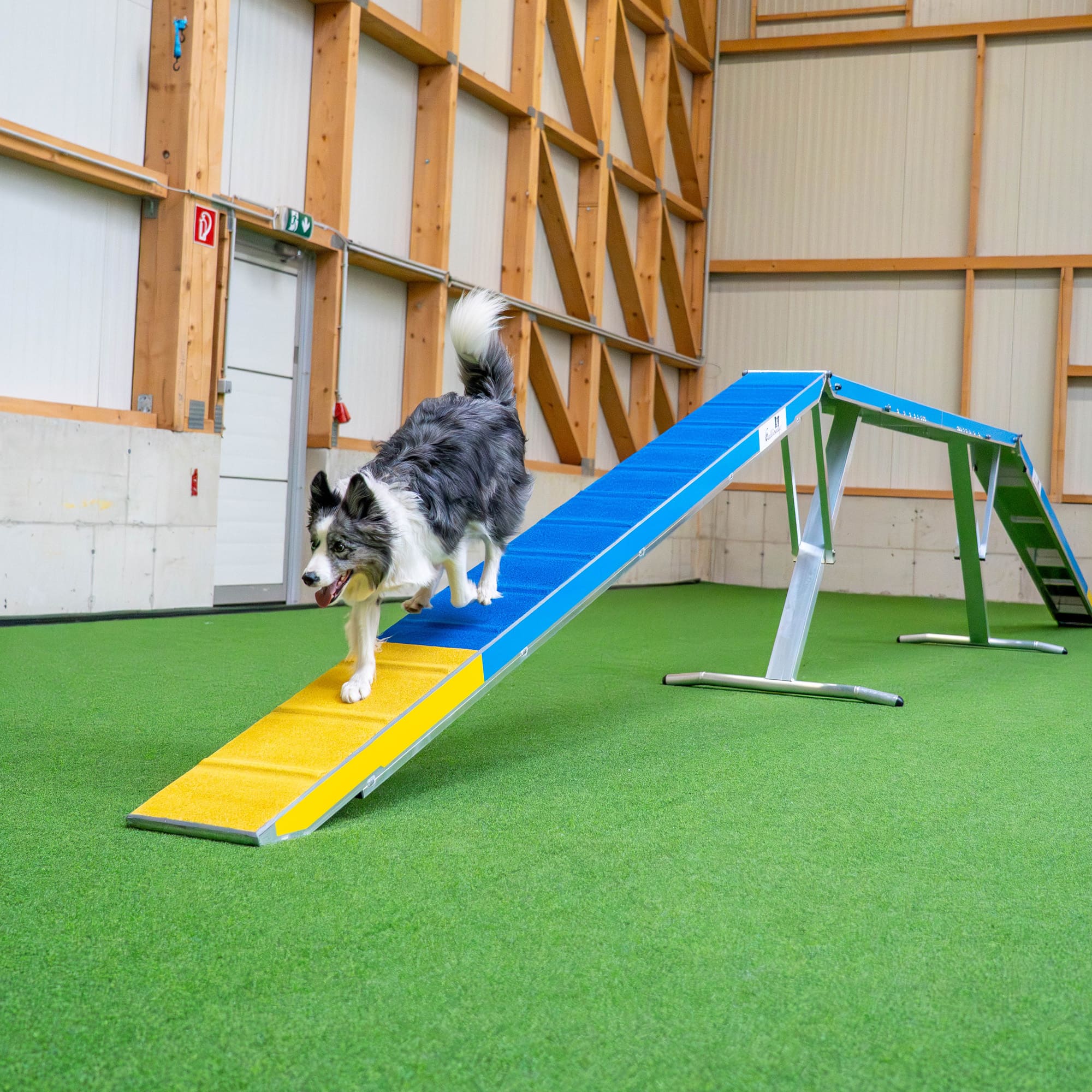 Dog crossing Callieway dogwalk obstacle during agility training