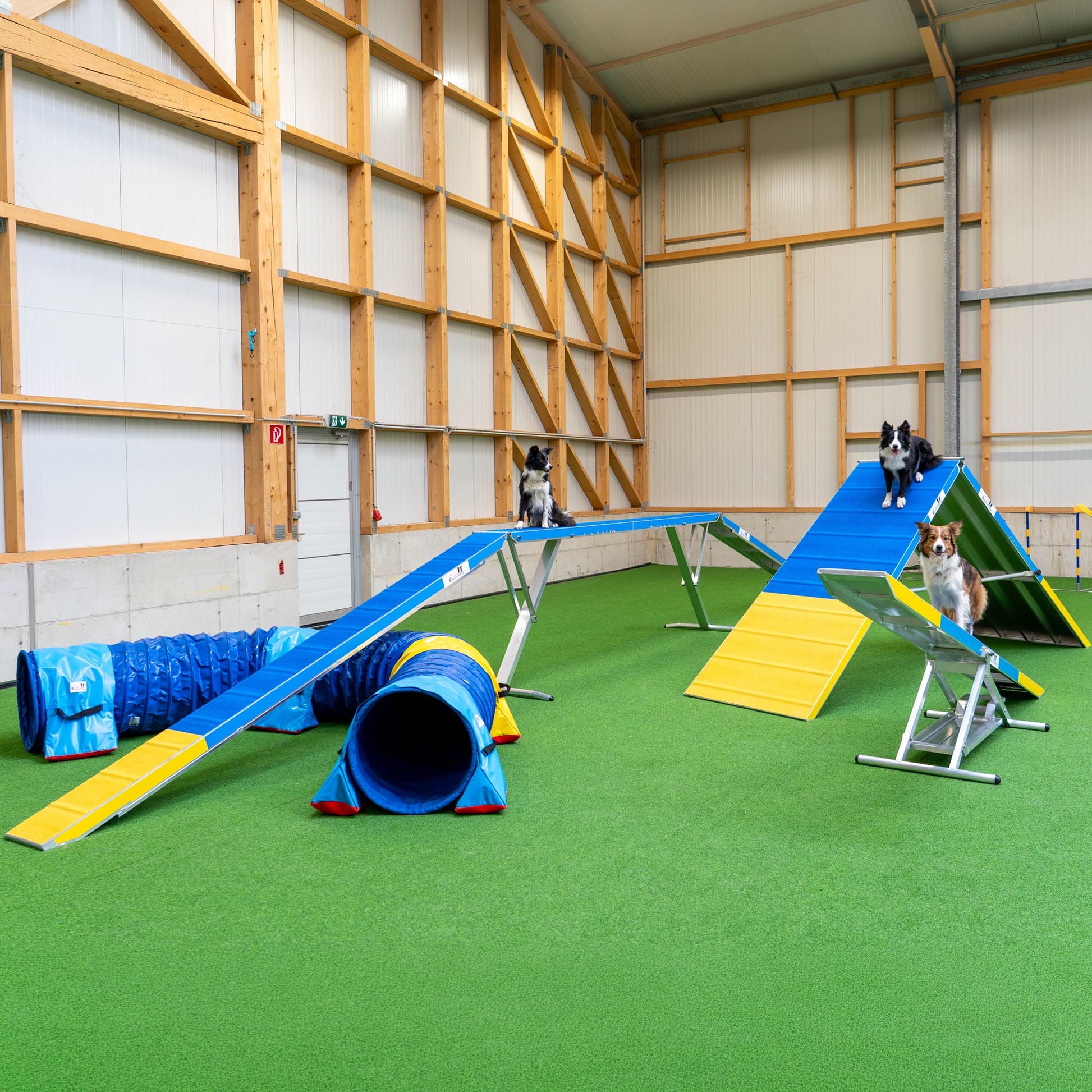 Dog performing agility exercise on Callieway dogwalk equipment