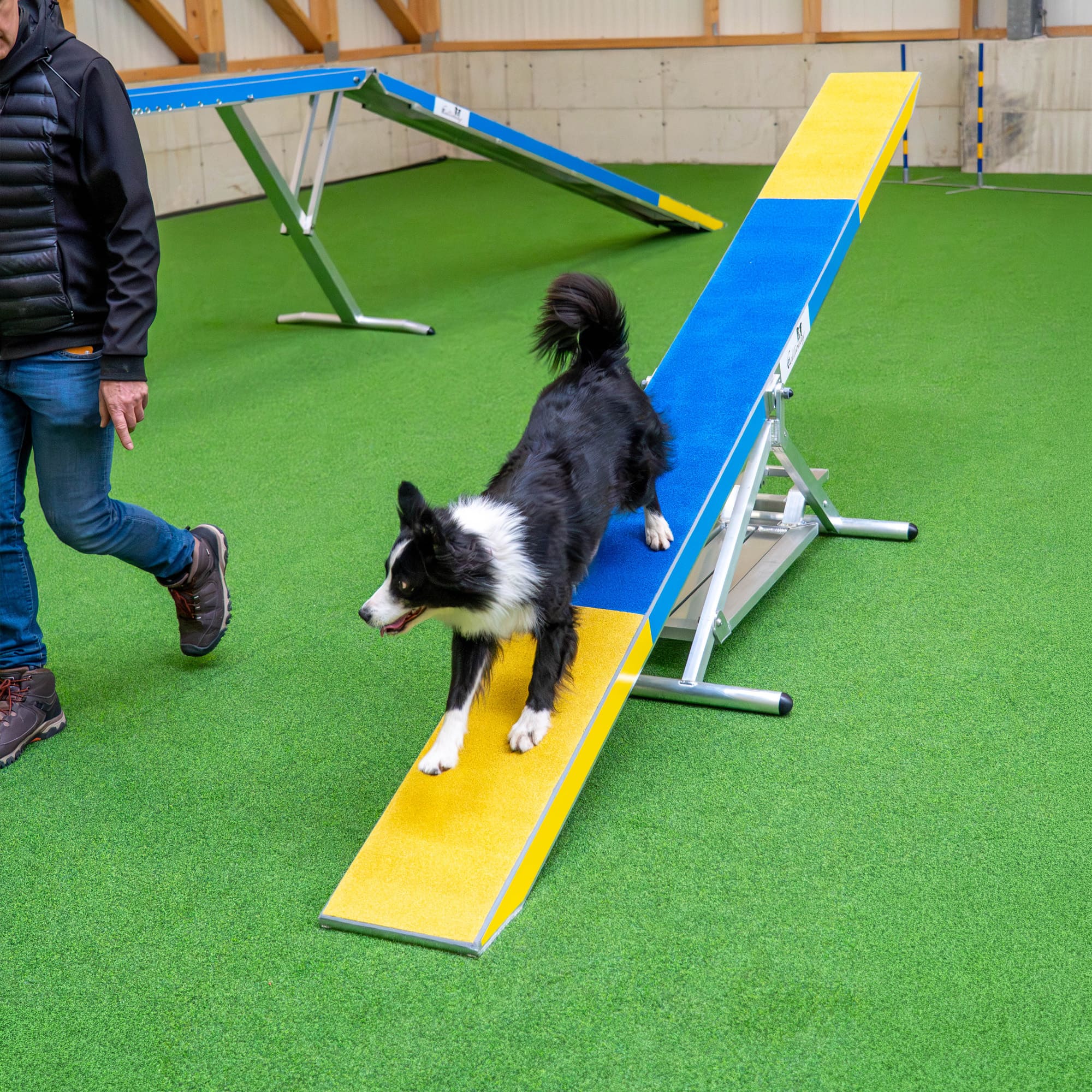 Dog interacting with yellow and blue Callieway agility seesaw