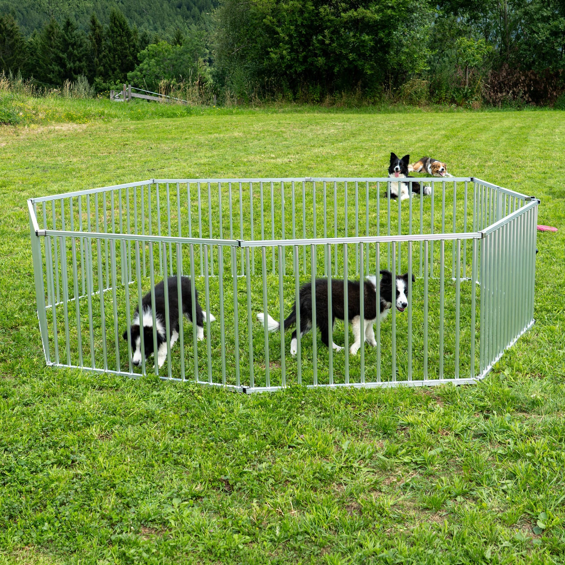 Several dogs playing inside the Callieway 65 cm outdoor dog playpen.