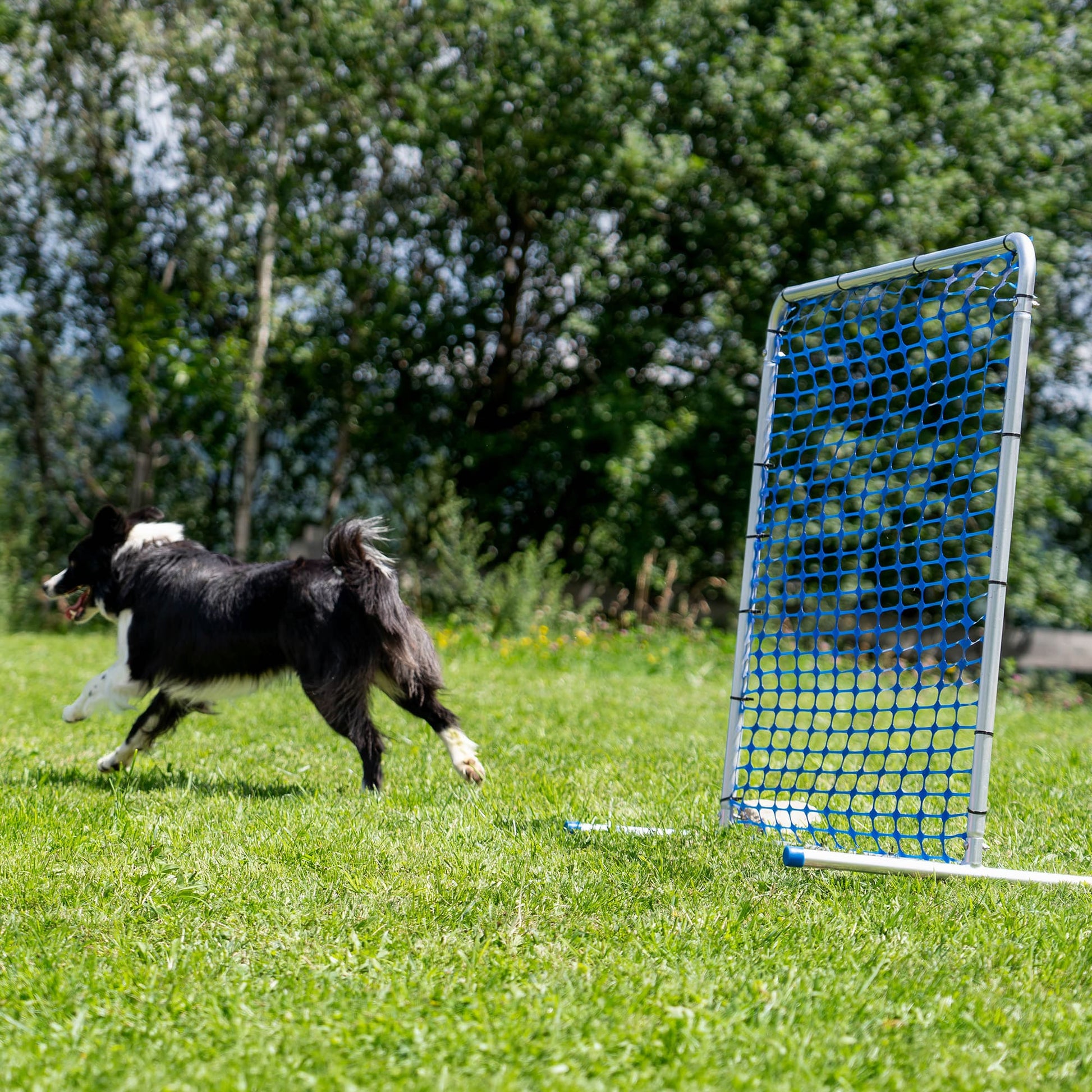 Dog running past the blue Callieway Hoopers barrel during outdoor training.