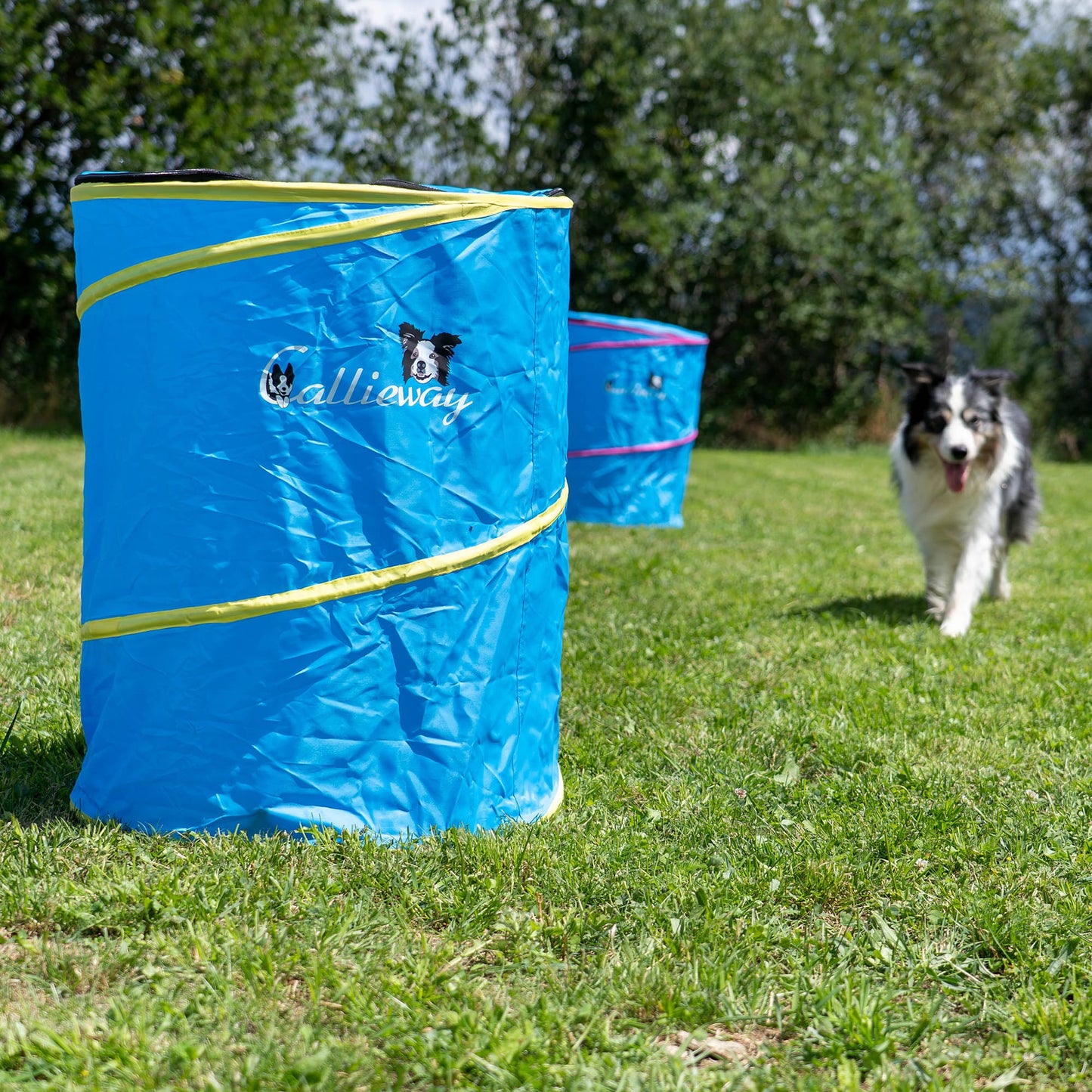 Blue Callieway Hoopers barrel on a grassy training field for dog agility and Hoopers.