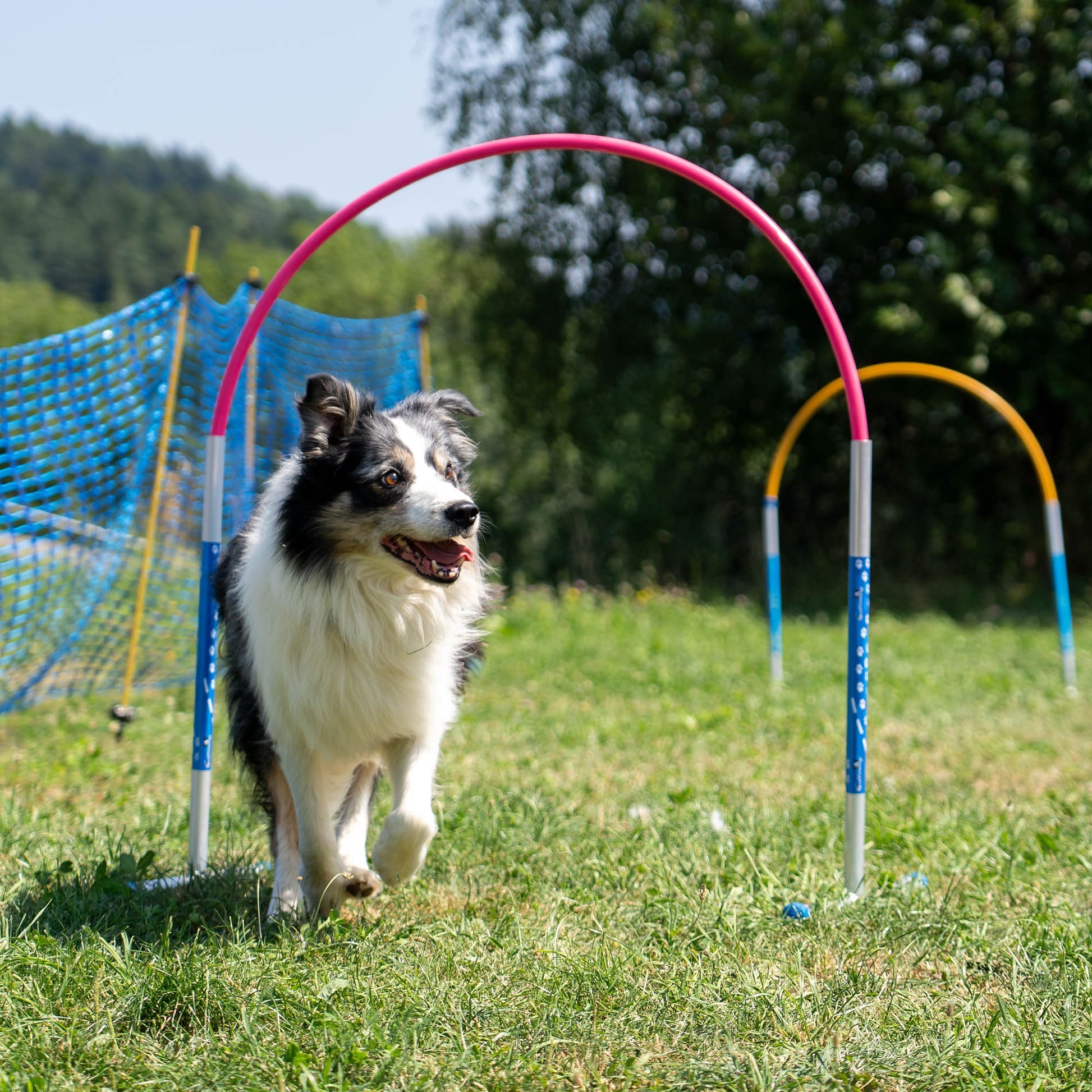 Dog running through a hoop beside the pink Callieway Hoopers Barrel.