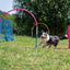 Dog completing a hoopers obstacle beside the pink Callieway Barrel.