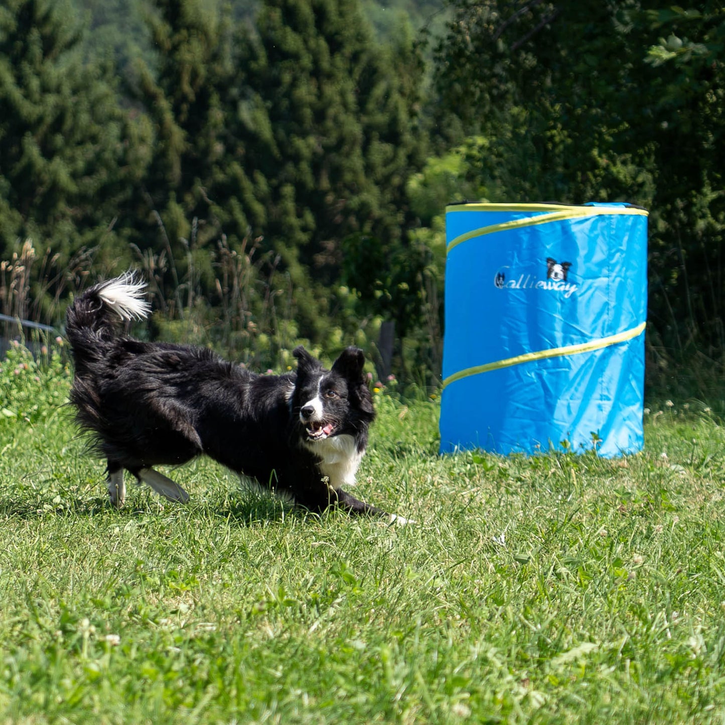 Dog performing a hoopers exercise around the blue Callieway Barrel obstacle.