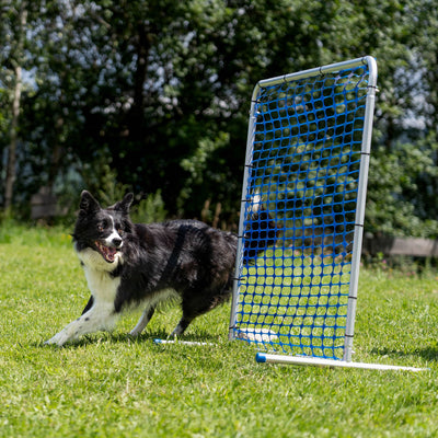 Blue Callieway Hoopers gate obstacle for dog training on a grassy field.