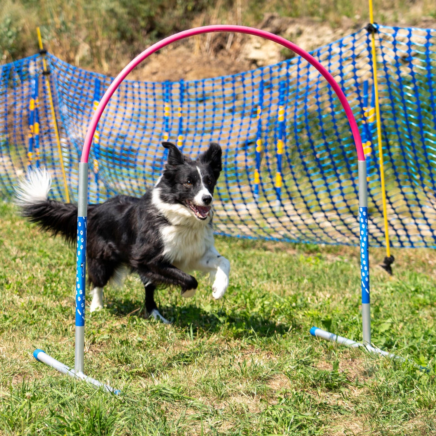 Border Collie running through the pink Callieway ALU Hoopers Hoop.
