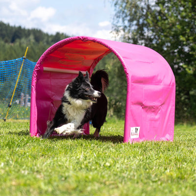 Dog looking out from the entrance of the Callieway pink Hoopers training tunnel.