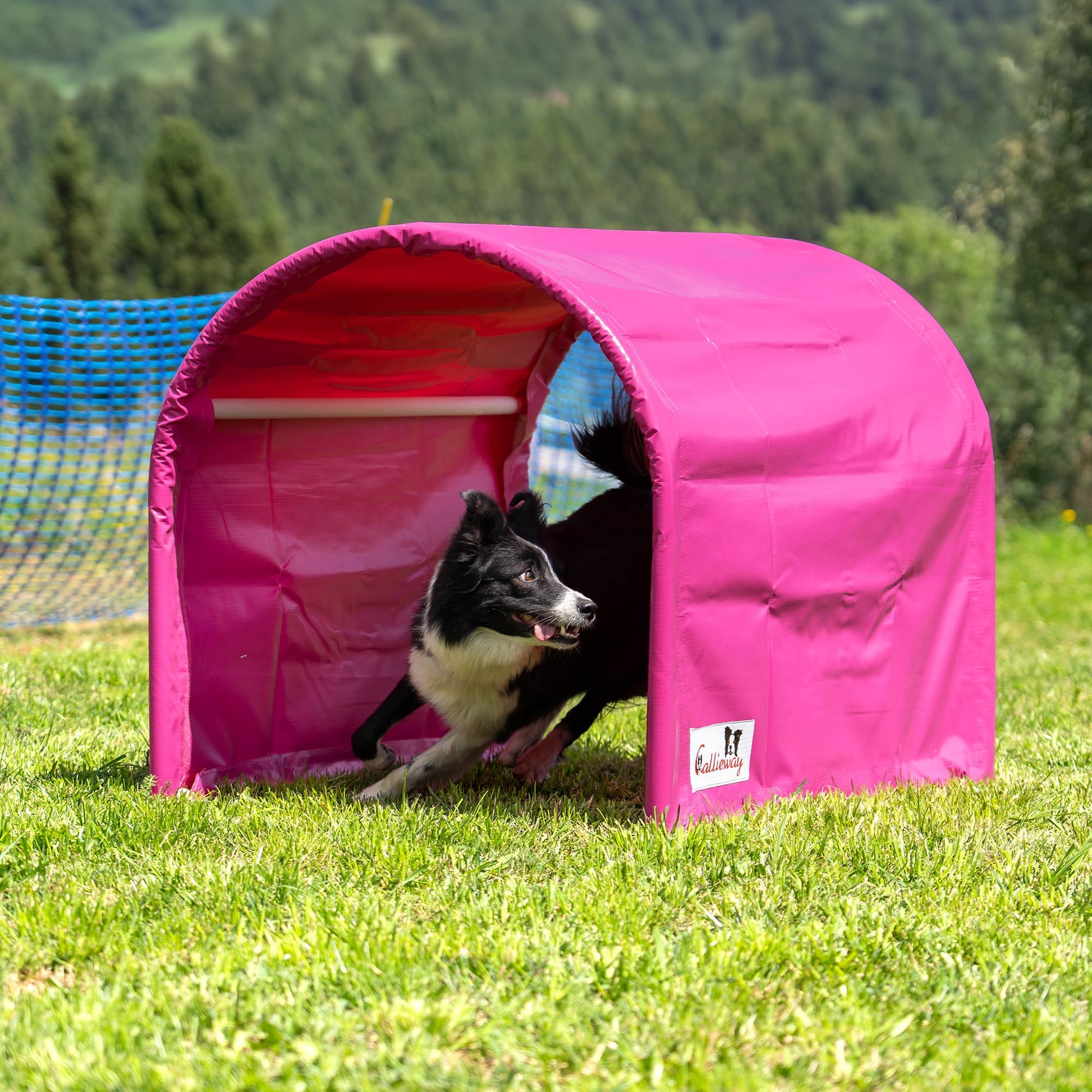 Front view of the Callieway pink Hoopers tunnel with a dog inside during agility training.