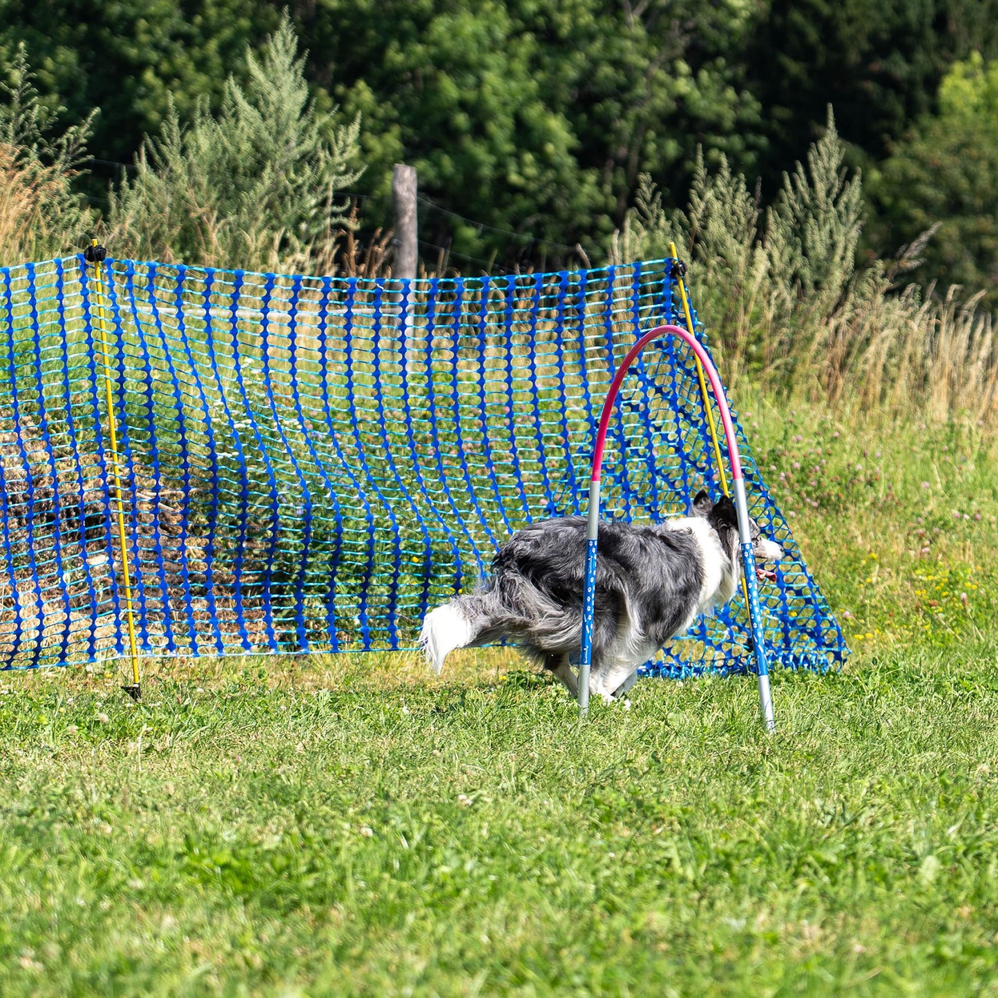 Dog completing the pink Callieway ALU Hoopers Hoop obstacle on a grassy field.
