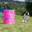 Border Collie approaching the pink Callieway Hoopers Barrel on a grassy field.