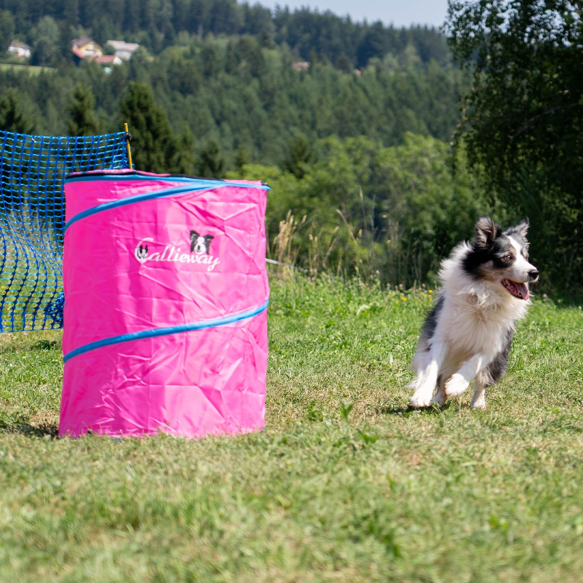 Border Collie approaching the pink Callieway Hoopers Barrel on a grassy field.