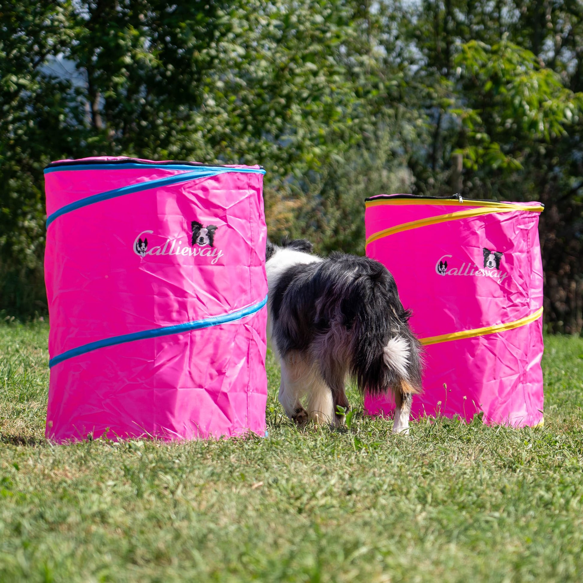 Dog standing beside the pink Callieway Hoopers Barrel during outdoor training.