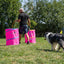 Dog navigating around the pink Callieway Hoopers Barrel during training.