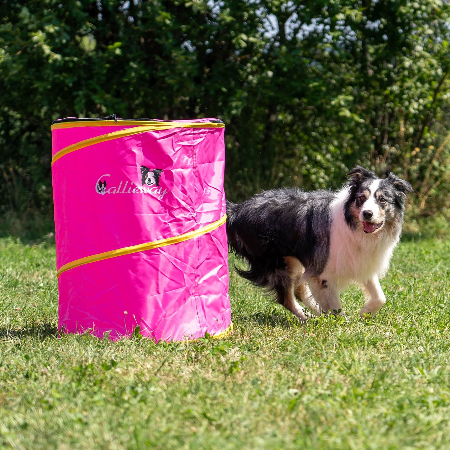 Dog approaching the pink Callieway Hoopers Barrel on an outdoor training course.