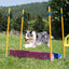 Border Collie clearing the Callieway SOSPIRI agility long jump.
