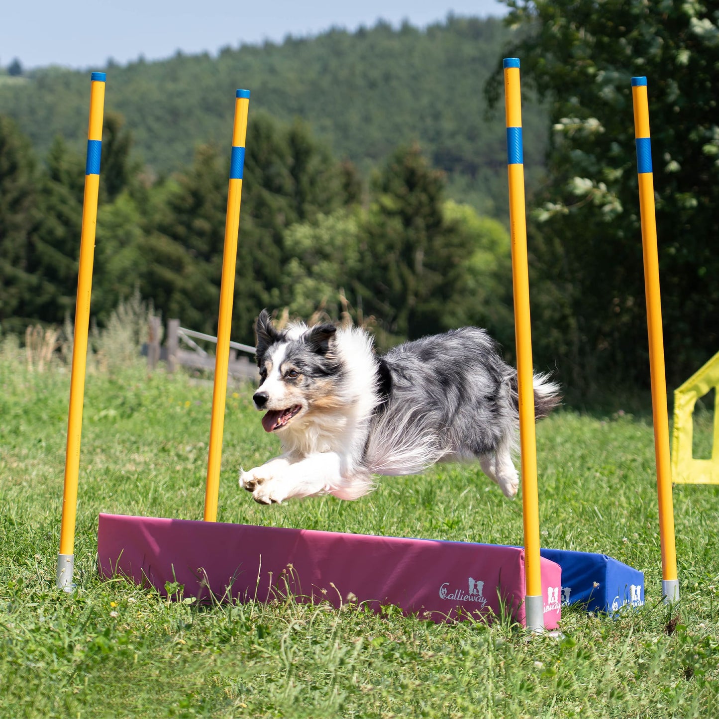 Border Collie clearing the Callieway SOSPIRI agility long jump.