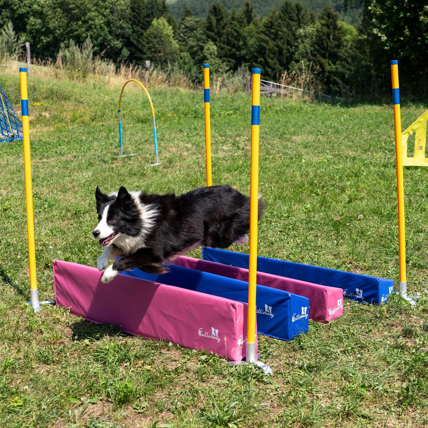 Dog jumping over the Callieway SOSPIRI agility long jump obstacle.