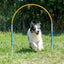 Dog running through the yellow Callieway ALU Hoopers Hoop on a grassy training field.