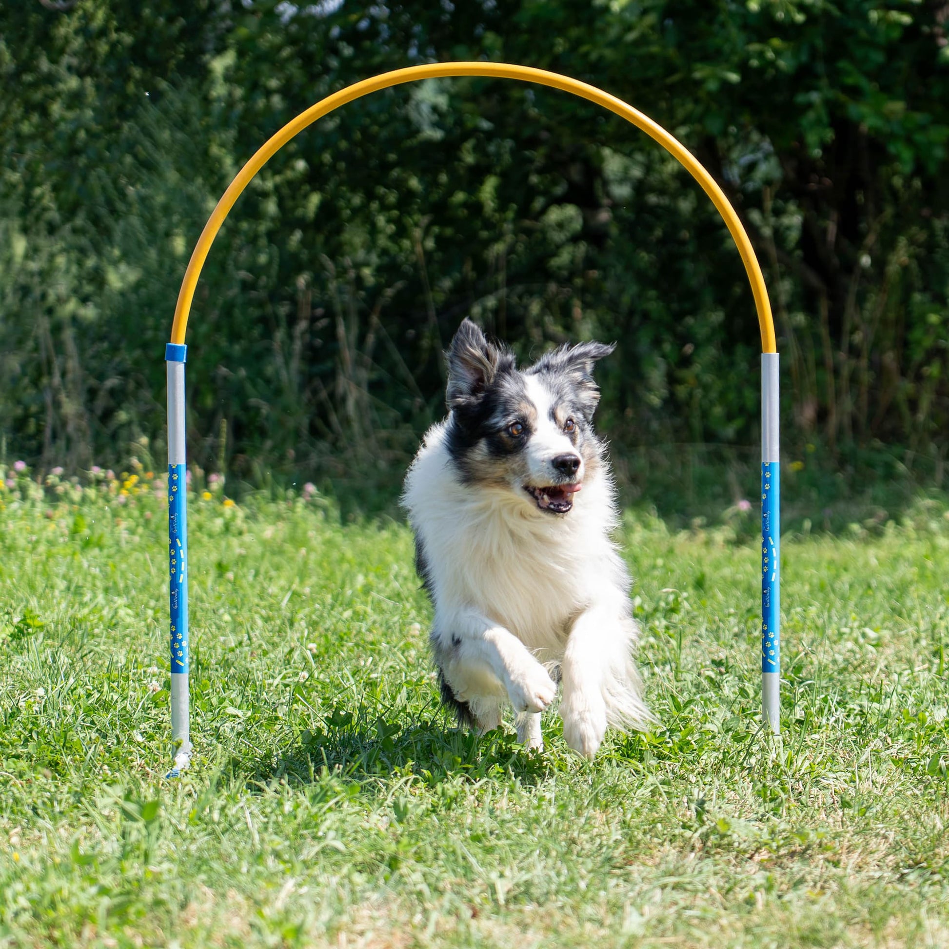 Dog running through the yellow Callieway ALU Hoopers Hoop on a grassy training field.