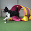 Border Collie training with pink Callieway® agility tunnel and yellow sandbags on grass field