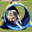Border Collie training with blue Callieway® agility tunnel and yellow sandbags on grass field